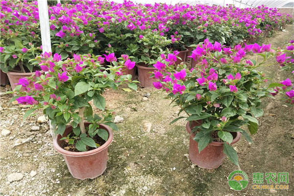 杜鵑花養(yǎng)護(hù)技巧和方法-圖片版權(quán)歸惠農(nóng)網(wǎng)所有