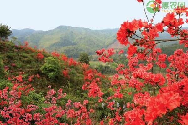 杜鵑花養(yǎng)護(hù)技巧和方法-圖片版權(quán)歸惠農(nóng)網(wǎng)所有