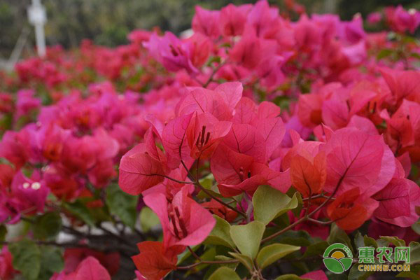 杜鵑花養(yǎng)護(hù)技巧和方法-圖片版權(quán)歸惠農(nóng)網(wǎng)所有