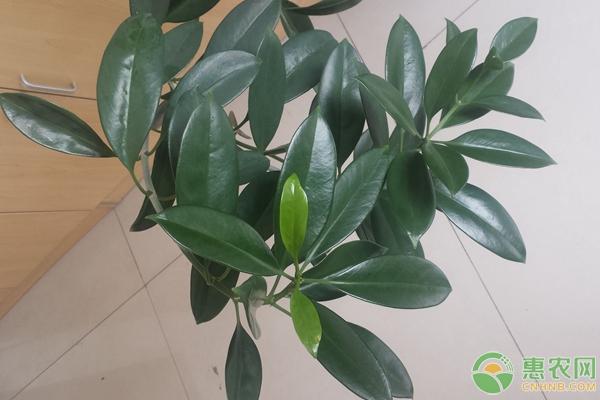 橡皮樹怎么養(yǎng)？-圖片版權歸惠農網所有