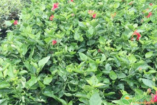 對紅花的養(yǎng)護技巧與方法-圖片版權(quán)歸惠農(nóng)網(wǎng)所有