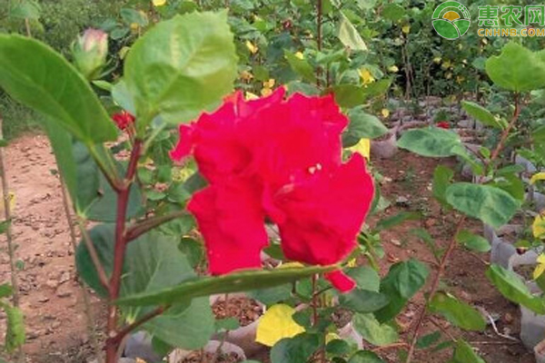 對紅花的養(yǎng)護技巧與方法-圖片版權(quán)歸惠農(nóng)網(wǎng)所有
