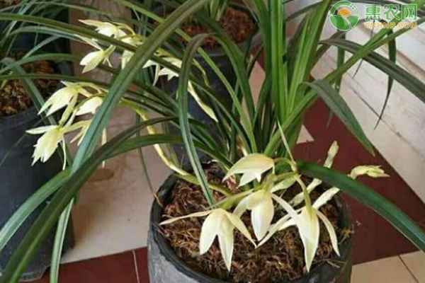 蘭花的種植方法和技巧-圖片版權歸惠農(nóng)網(wǎng)所有