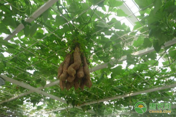 紅薯水培種植方法-圖片版權歸惠農(nóng)網(wǎng)所有