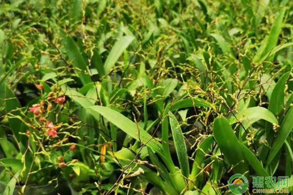蘭花怎么栽種？-圖片版權(quán)歸惠農(nóng)網(wǎng)所有
