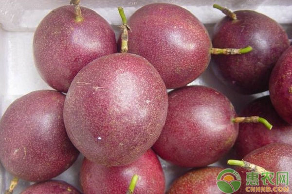 百香果種植方法全過程技巧-圖片版權(quán)歸惠農(nóng)網(wǎng)所有