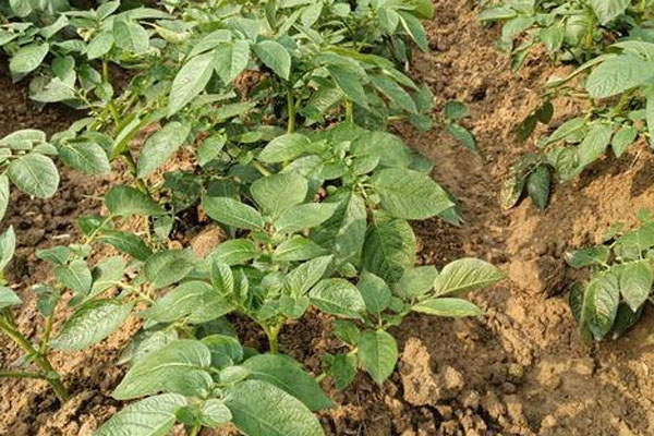 土豆什么季节种植和收获？