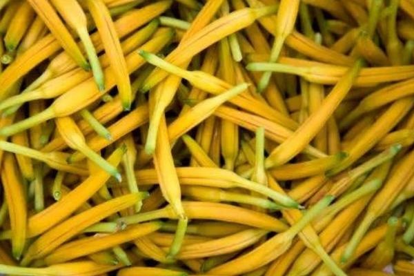 新鲜黄花菜什么时候采摘好？
