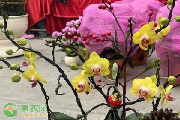 蝴蝶蘭夏季養(yǎng)護技巧-圖片版權(quán)歸惠農(nóng)網(wǎng)所有