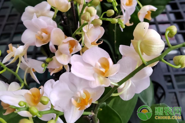 蝴蝶蘭夏季養(yǎng)護技巧-圖片版權(quán)歸惠農(nóng)網(wǎng)所有