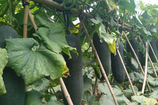 冬瓜的种植时间和收获时间