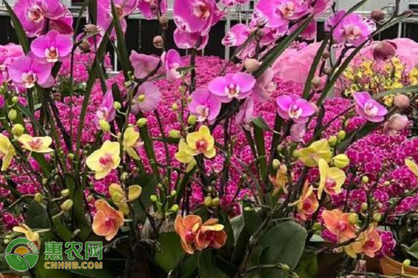 蝴蝶蘭夏季養(yǎng)護技巧-圖片版權(quán)歸惠農(nóng)網(wǎng)所有