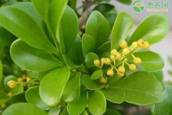 米蘭花的養(yǎng)殖方法和剪枝技巧-圖片版權(quán)歸惠農(nóng)網(wǎng)所有