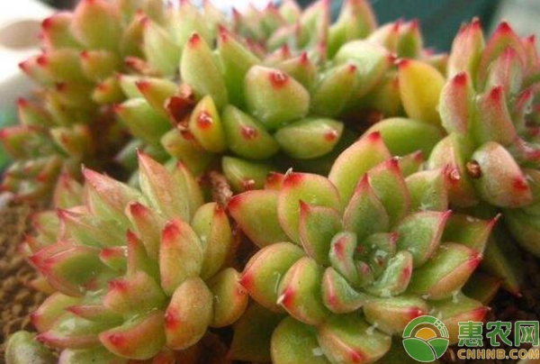 多肉夏天怎么養(yǎng)護(hù)和澆水？-圖片版權(quán)歸惠農(nóng)網(wǎng)所有