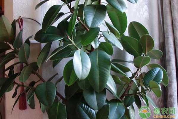 橡皮樹夏天怎么養(yǎng)護(hù)和澆水？-圖片版權(quán)歸惠農(nóng)網(wǎng)所有