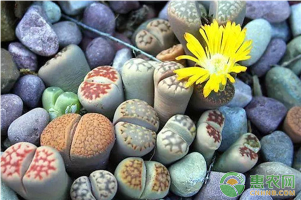 生石花夏天怎么養(yǎng)護？-圖片版權歸惠農(nóng)網(wǎng)所有