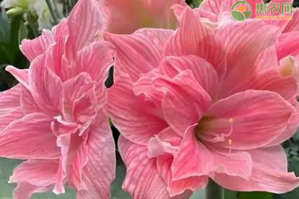 朱頂紅夏天怎么養(yǎng)護(hù)？-圖片版權(quán)歸惠農(nóng)網(wǎng)所有