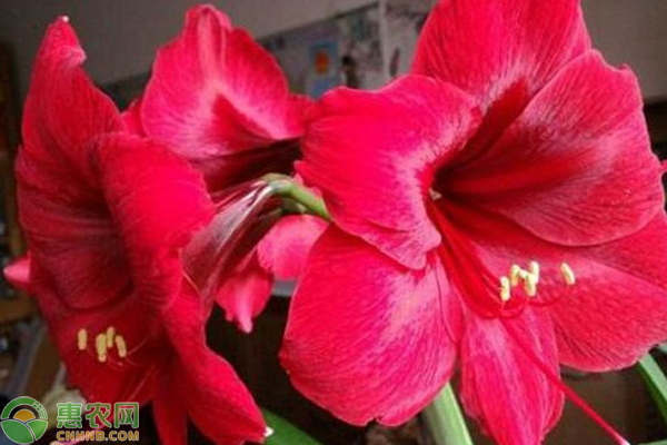朱頂紅夏天怎么養(yǎng)護(hù)？-圖片版權(quán)歸惠農(nóng)網(wǎng)所有