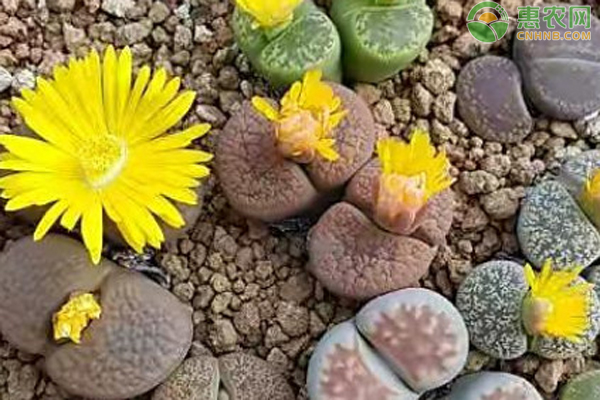 生石花夏天怎么養(yǎng)護？-圖片版權歸惠農(nóng)網(wǎng)所有