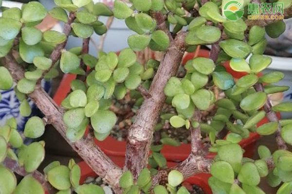 金枝玉葉夏天怎么養(yǎng)護？-圖片版權歸惠農(nóng)網(wǎng)所有