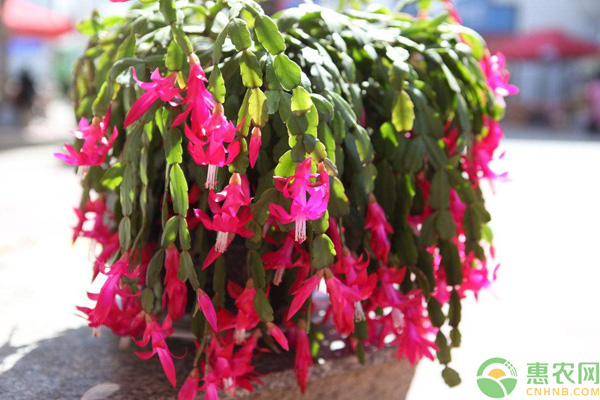 嫁接的蟹爪蘭夏天怎么養(yǎng)護？-圖片版權(quán)歸惠農(nóng)網(wǎng)所有