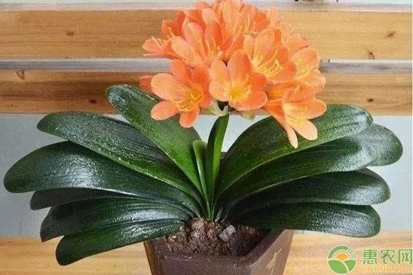 夏天怎么給君子蘭澆水？-圖片版權(quán)歸惠農(nóng)網(wǎng)所有