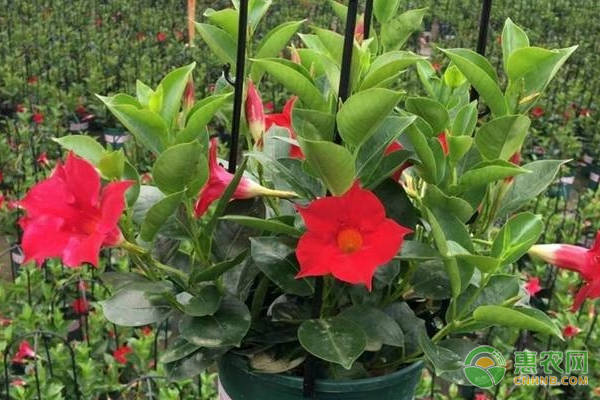 夏季澆花什么時間澆水最好？-圖片版權(quán)歸惠農(nóng)網(wǎng)所有