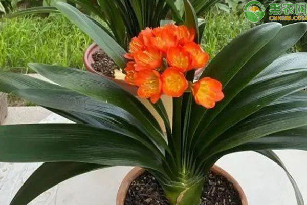 夏天怎么給君子蘭澆水？-圖片版權(quán)歸惠農(nóng)網(wǎng)所有
