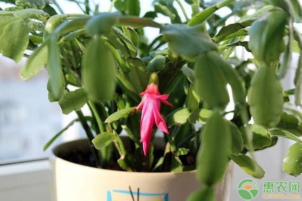 嫁接的蟹爪蘭夏天怎么養(yǎng)護？-圖片版權(quán)歸惠農(nóng)網(wǎng)所有