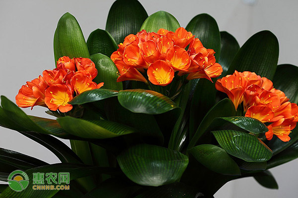 君子蘭夏天該怎么養(yǎng)護(hù)？-圖片版權(quán)歸惠農(nóng)網(wǎng)所有
