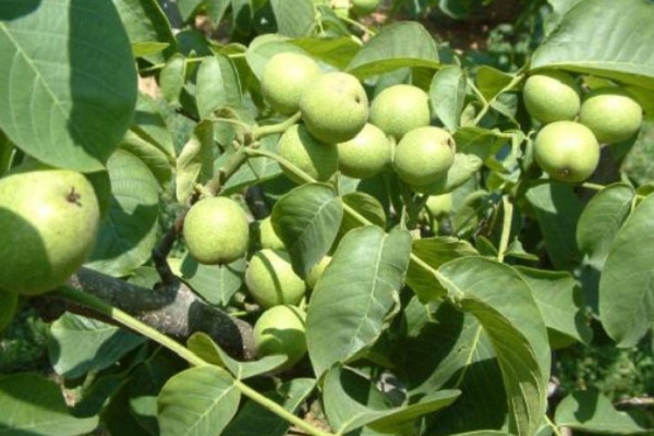 山核桃是什么季节收获的？