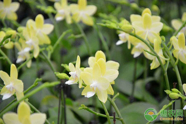 大花蕙蘭夏天怎么養(yǎng)護？-圖片版權(quán)歸惠農(nóng)網(wǎng)所有