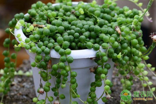 夏天多肉怎么養(yǎng)護(hù)和澆水？-圖片版權(quán)歸惠農(nóng)網(wǎng)所有