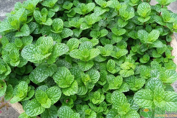 薄荷澆水的正確方法-圖片版權(quán)歸惠農(nóng)網(wǎng)所有
