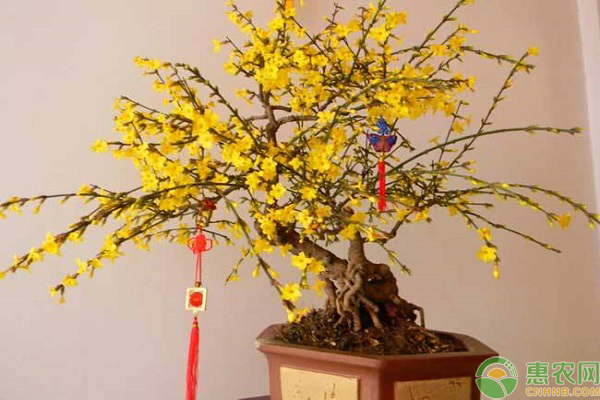 臘梅花夏天怎么養(yǎng)護(hù)？-圖片版權(quán)歸惠農(nóng)網(wǎng)所有