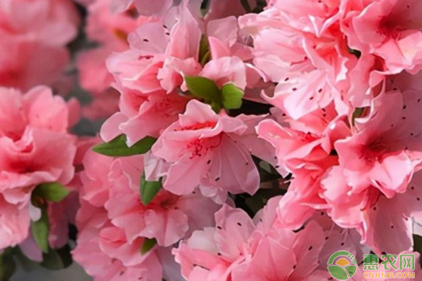 夏天的杜鹃花怎么养护？-图片版权归惠农网所有