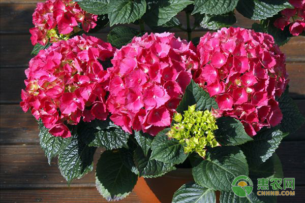 夏天移栽繡球花怎么養(yǎng)護(hù)？-圖片版權(quán)歸惠農(nóng)網(wǎng)所有
