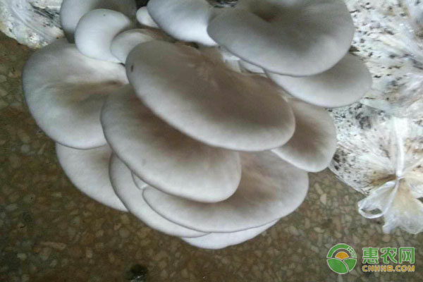 蘑菇的种植方法和技术-图片版权归惠农网所有