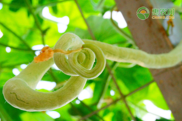 蛇豆角的種植方法和時(shí)間-圖片版權(quán)歸惠農(nóng)網(wǎng)所有