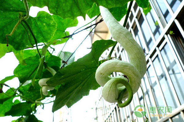 蛇豆角的種植方法和時(shí)間-圖片版權(quán)歸惠農(nóng)網(wǎng)所有