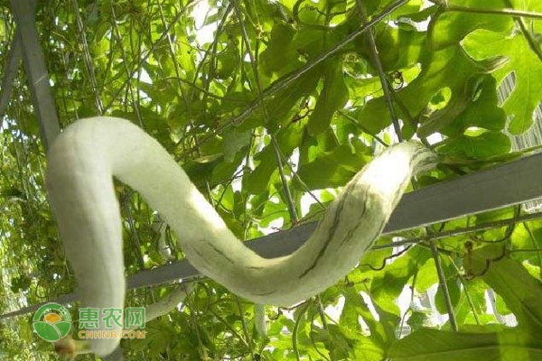 蛇豆角的種植方法和時(shí)間-圖片版權(quán)歸惠農(nóng)網(wǎng)所有