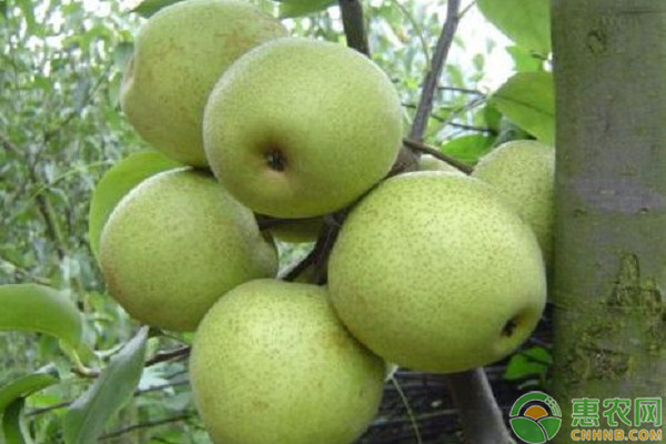 梨樹7月管理技術(shù)-圖片版權(quán)歸惠農(nóng)網(wǎng)所有