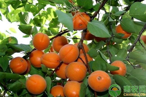 杏樹夏季修剪技術(shù)-圖片版權(quán)歸惠農(nóng)網(wǎng)所有