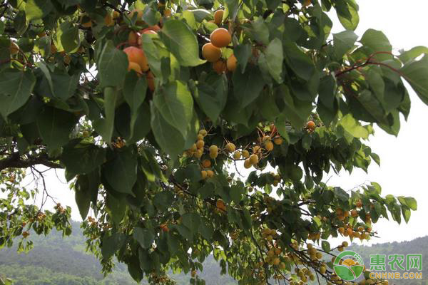 杏樹夏季修剪技術(shù)-圖片版權(quán)歸惠農(nóng)網(wǎng)所有