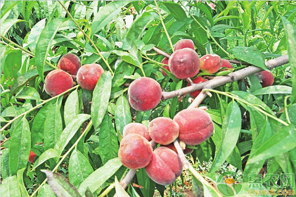 7月桃樹管理方法-圖片版權(quán)歸惠農(nóng)網(wǎng)所有