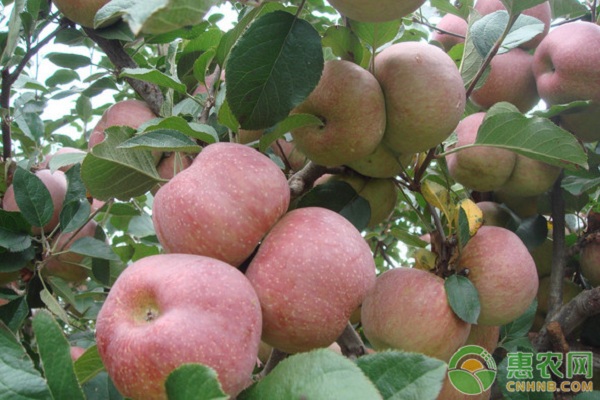 蘋果樹夏季修剪的方法-圖片版權(quán)歸惠農(nóng)網(wǎng)所有