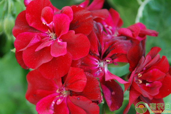 天竺葵夏天怎么養(yǎng)？-圖片版權(quán)歸惠農(nóng)網(wǎng)所有