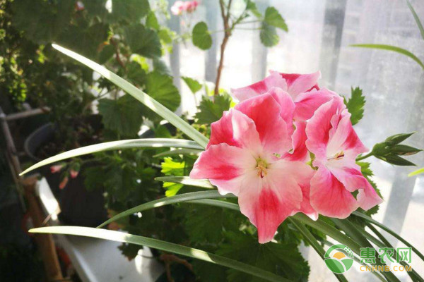 天竺葵夏天怎么養(yǎng)？-圖片版權(quán)歸惠農(nóng)網(wǎng)所有