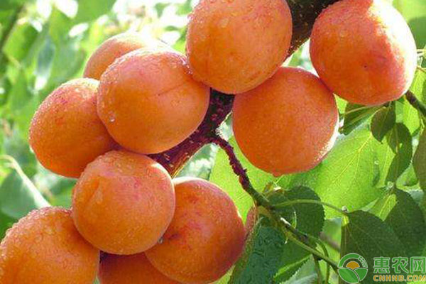 杏樹夏季修剪時間和方法-圖片版權(quán)歸惠農(nóng)網(wǎng)所有
