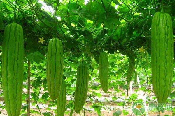 苦瓜的種植方法-圖片版權(quán)歸惠農(nóng)網(wǎng)所有